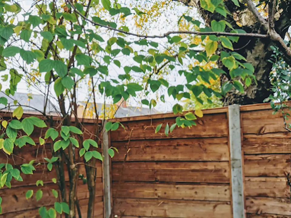 Close board fence in an established garden