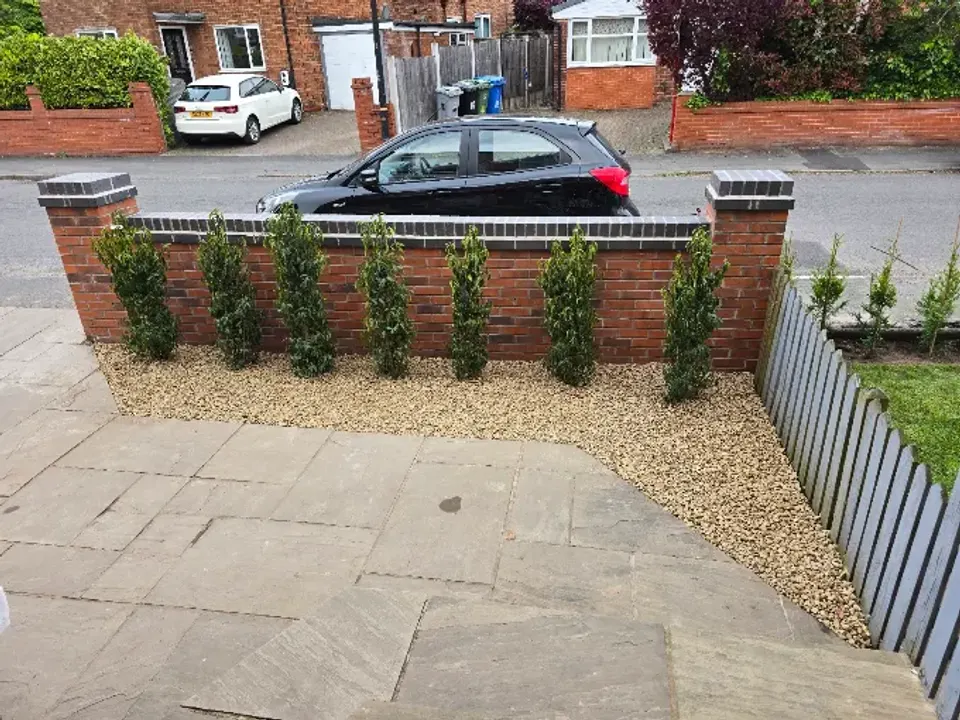 New hedging planted along a front garden wall