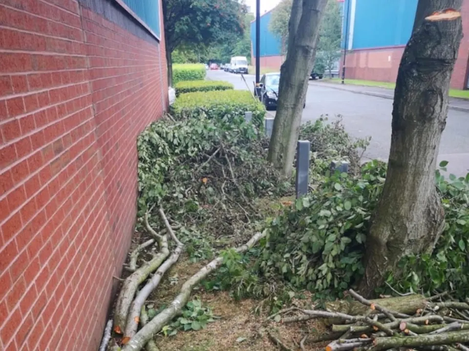Pruned branches cut and stacked for removal