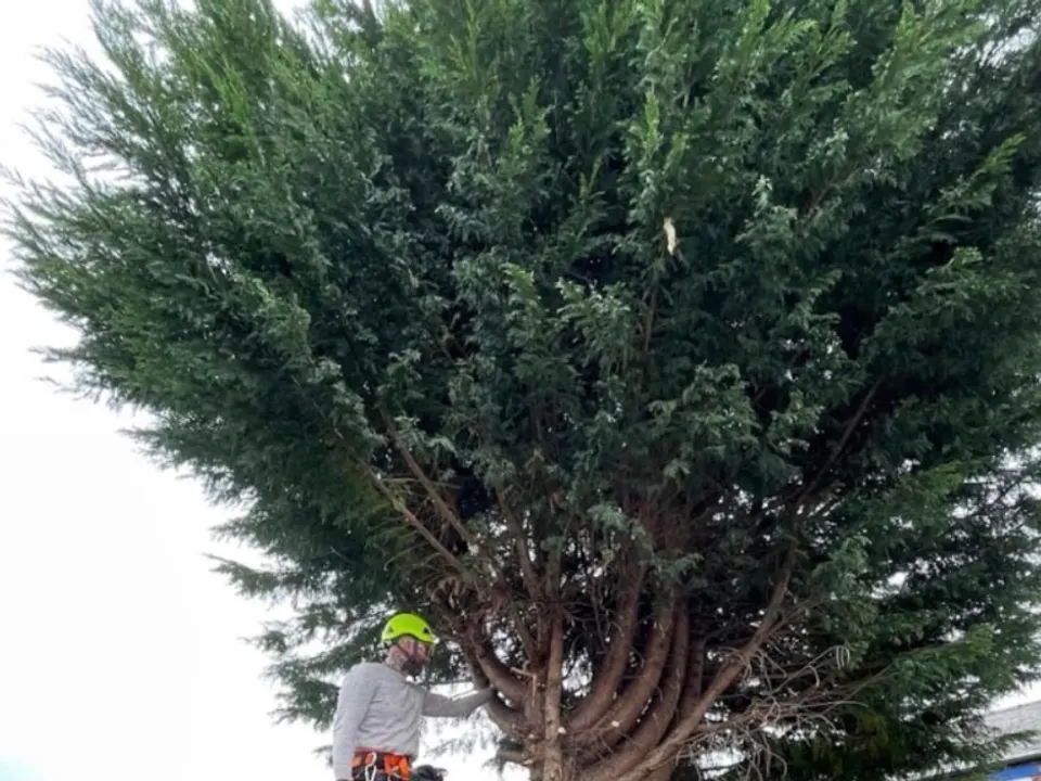 Tree surgeon working in the crown of a large conifer