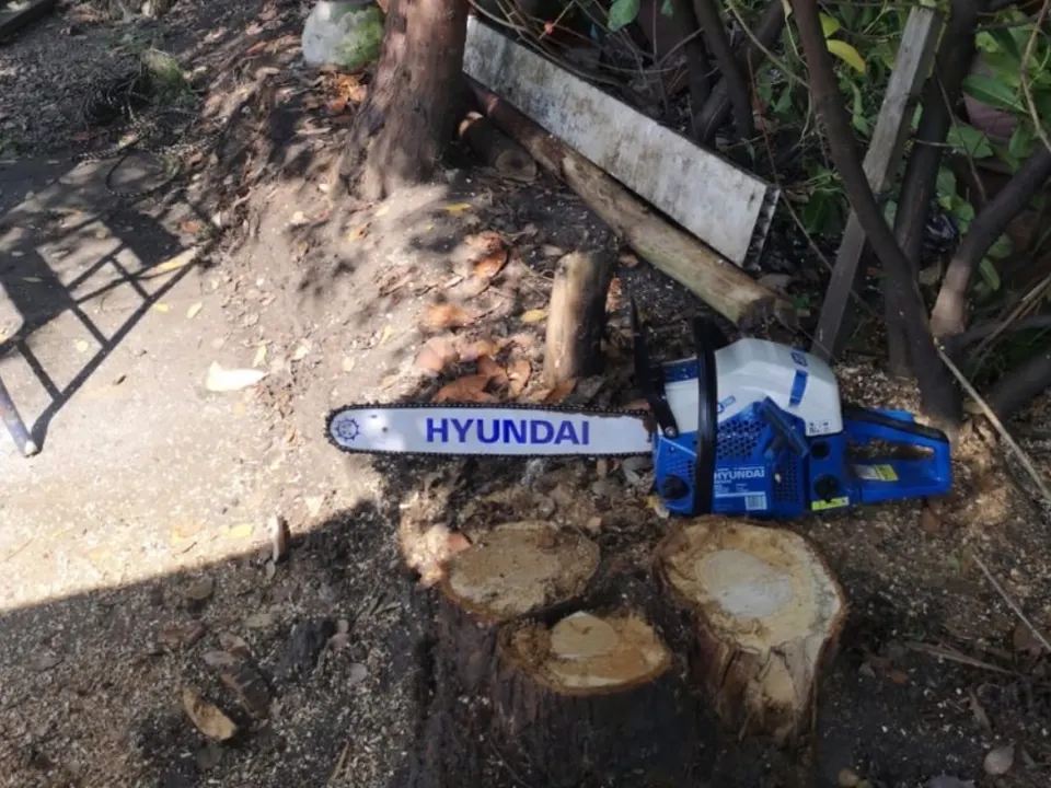 Chainsaw at the base of a cleared tree line